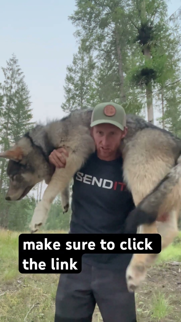 Win a Wolf Pillow!!!