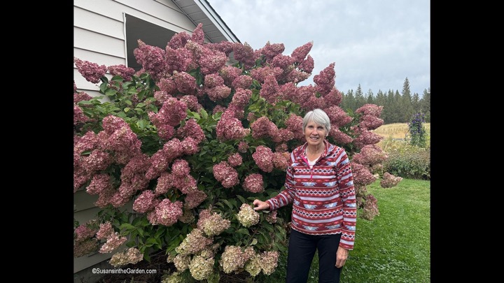 Susan's Semi-Retirement