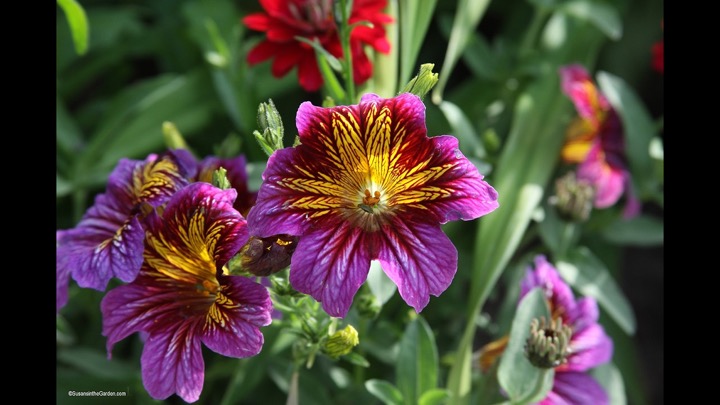 My 10 Favorite Flowers That I'll Always Grow (2026) #35