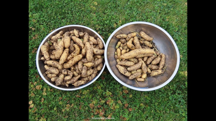 Potato-Growing Competition Results! (2026) #37