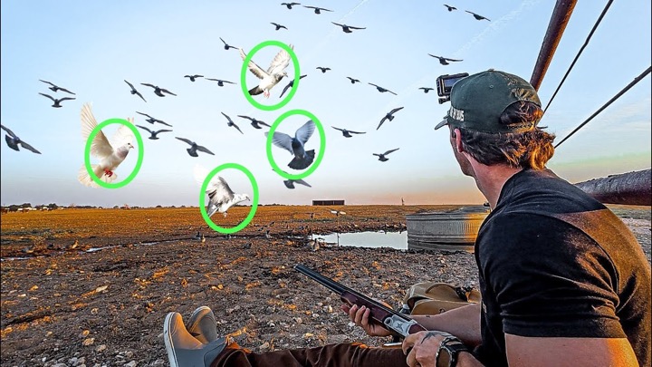 SOLO 410. PIGEON HUNT...100 BIRDS 5 BANDS!