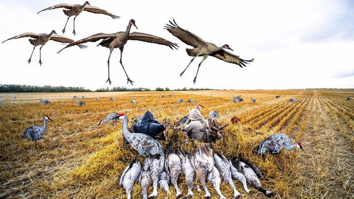 2 MAN SANDHILL CRANE HUNTING SASKATCHEWAN MECA! (Limited Out)