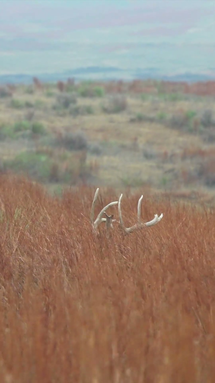 SPOT AND STALK Giant Whitetail!! WATCH FULL video on our channel.