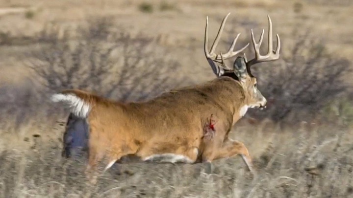 Tyler's UNBELIEVABLE Ground Hunting Deer w/ a DECOY!