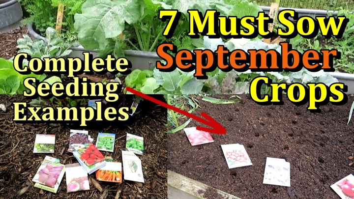7  Fall Crops to Direct Sow in September & October (Frost & Cold Friendly Plants)