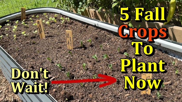 5 Fall Crops to Plant Now/Seed in August (All the Steps - Direct Seeding)