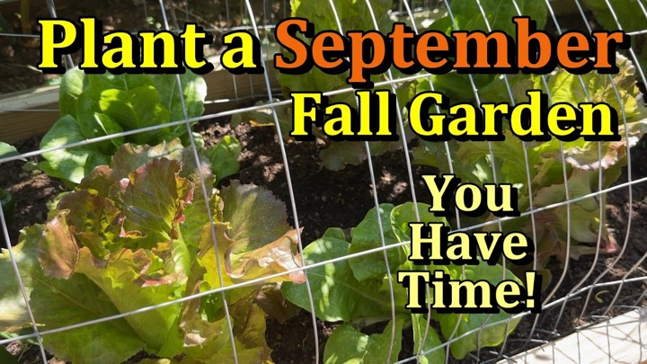 Plant a Fall Garden in September - You Have Time! (Garden Checklist 9/8/26)