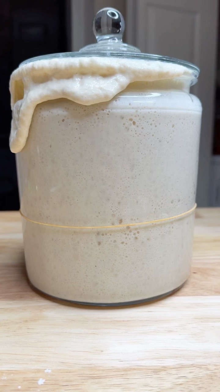 “Phoebe” my vigorous sourdough starter