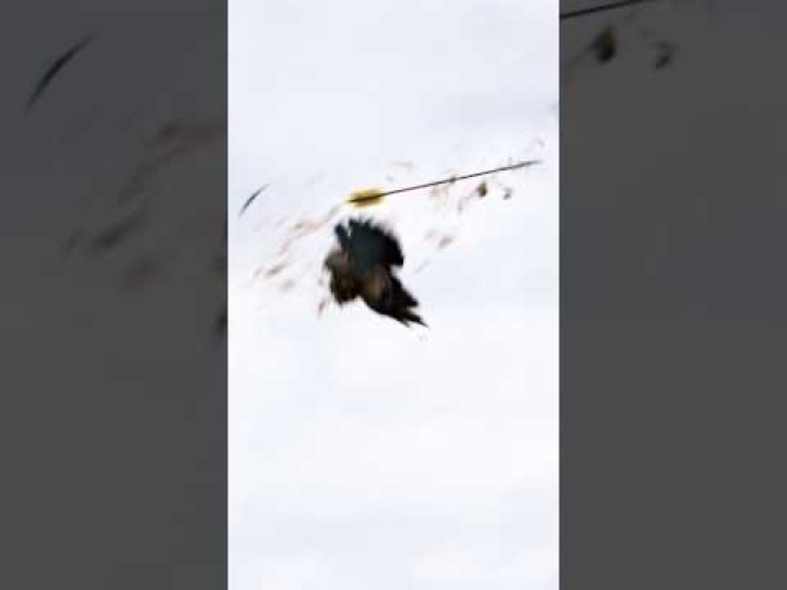Bow Hunting, Teal, Ducks, pigeon