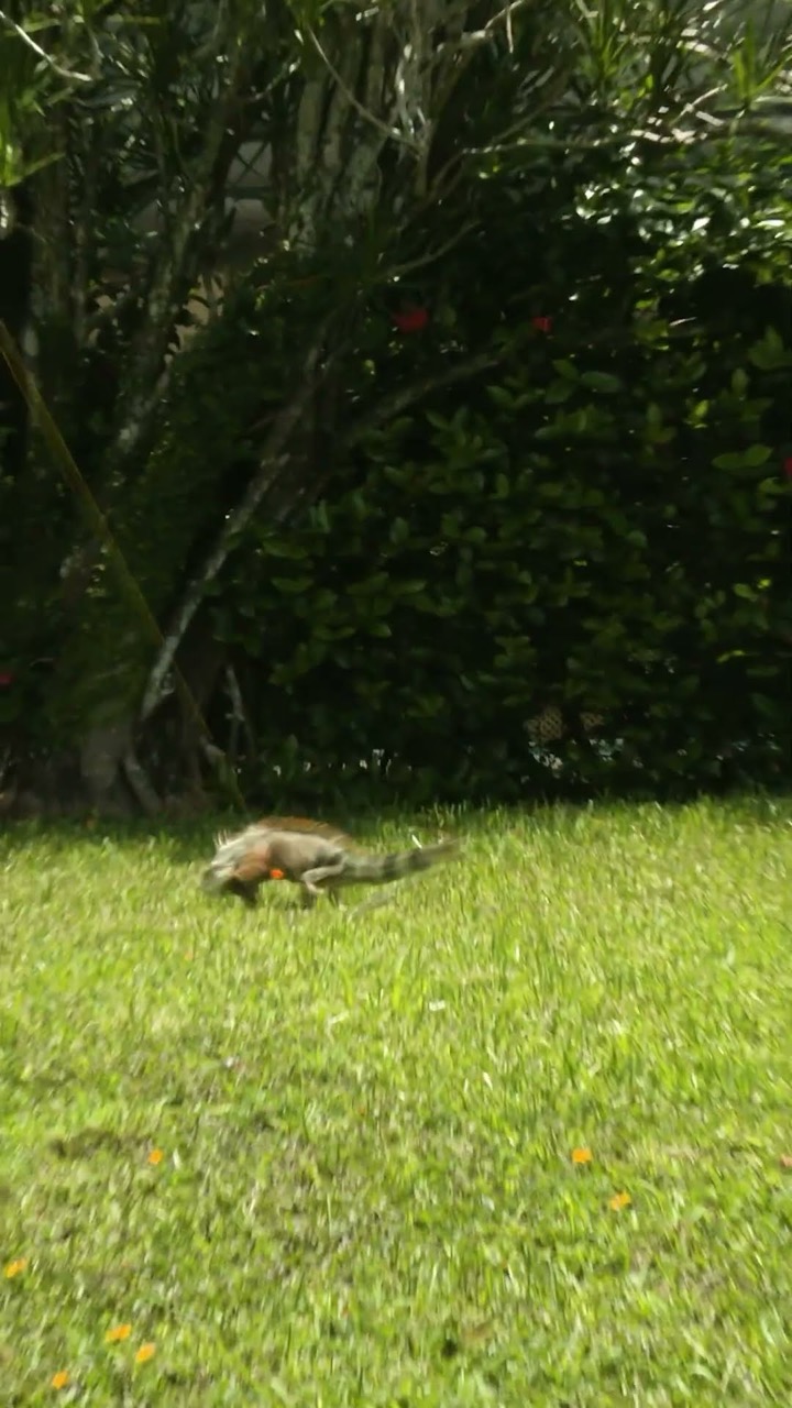 Iguana Heart Shot