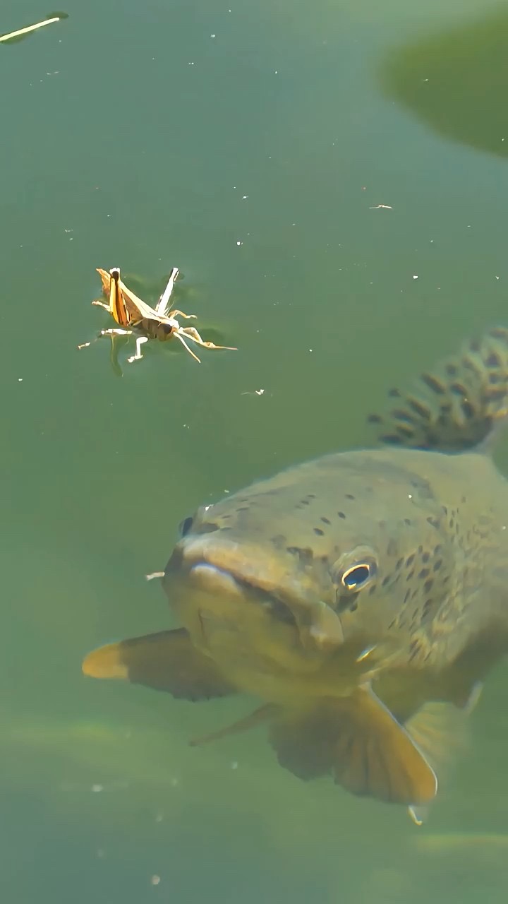 Stop Dead Drifting Your Hopper (Fly Fishing Tip)