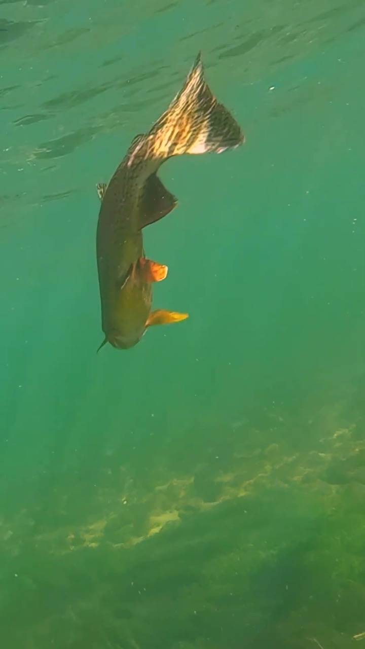 The Best Fly Fishing Rig When Fish Are Rising