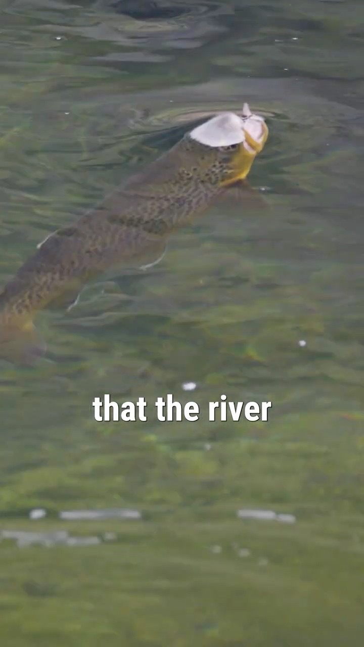 How To Fish a Mayfly Hatch (Dry Dropper Setup)