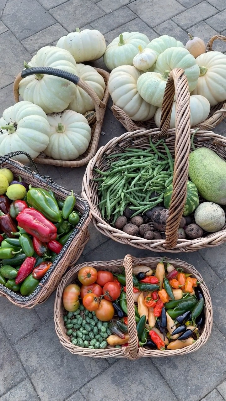 HUGE Harvest!! #harvest #garden #growyourownfood #gardening #maryland #harvesting #backyardgarden