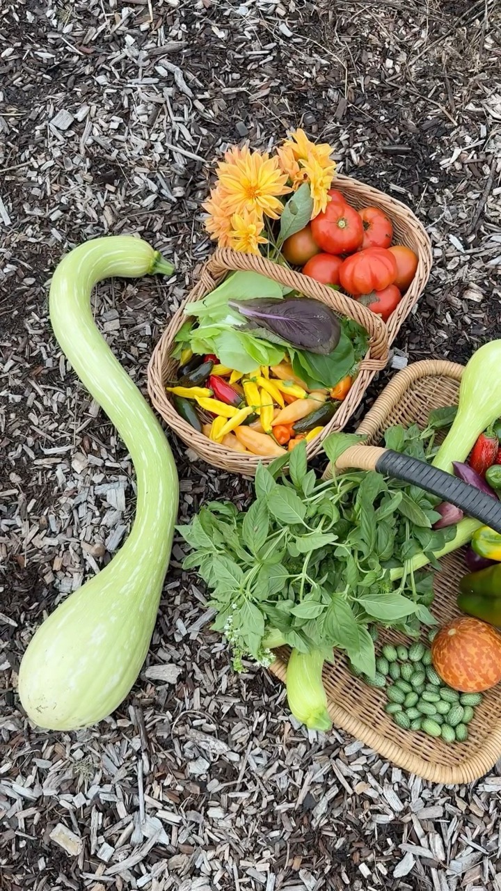HUGE Fall Harvest! #harvest #garden #growyourownfood #maryland #gardening #backyardgarden