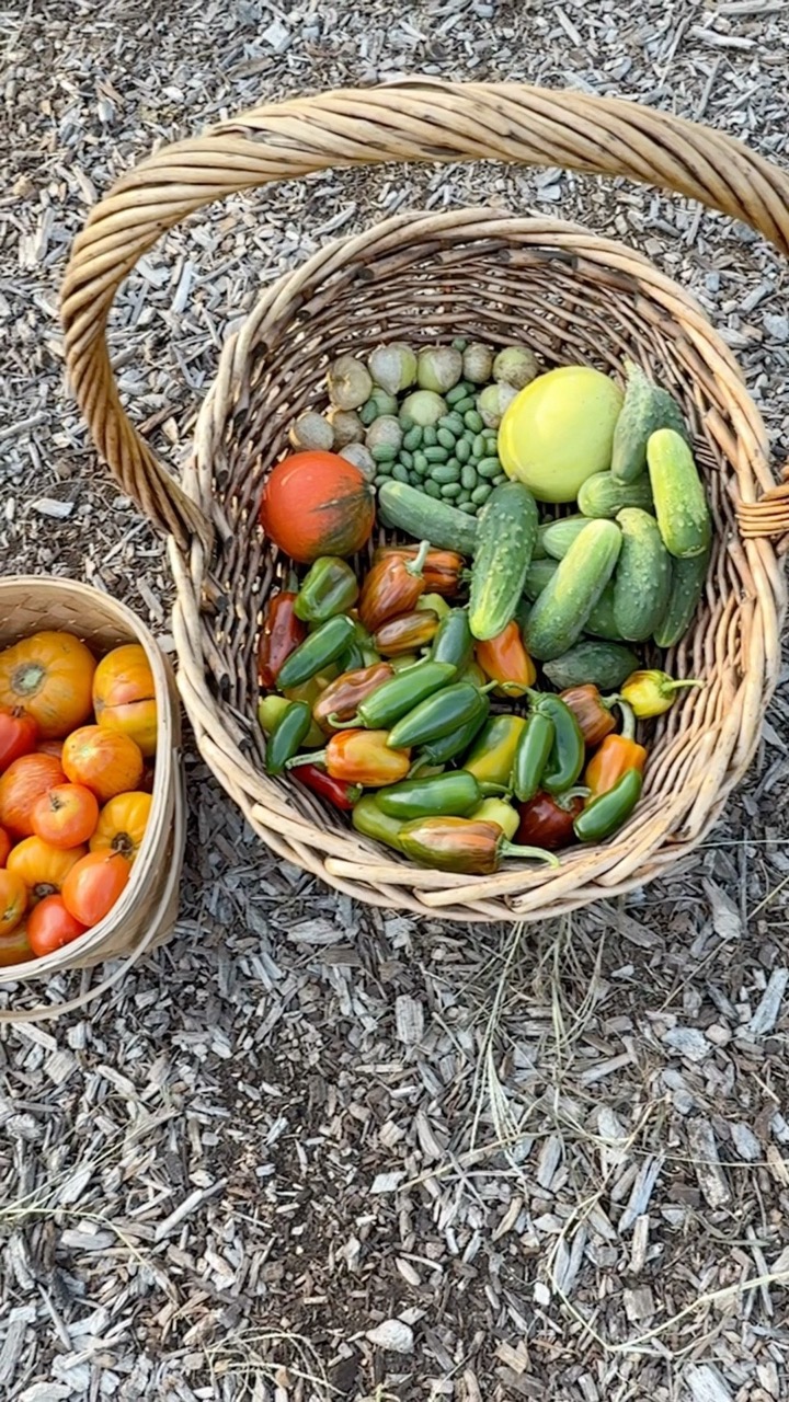 Late Summer Harvest #harvest #garden #growyourownfood #maryland #gardening #harvesting