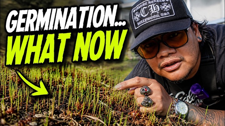 Your Lawn Germinated… What Now?
